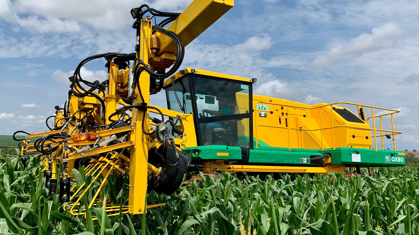 The Oxbo 5175 detassling machine at work in a corn field